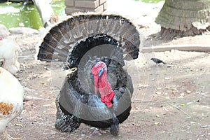Turkey on the farm