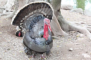 Turkey on the farm