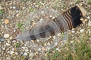 Turkey Feather Laying in Gravel