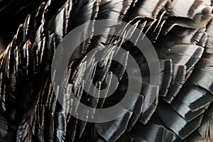 Turkey feathers close up