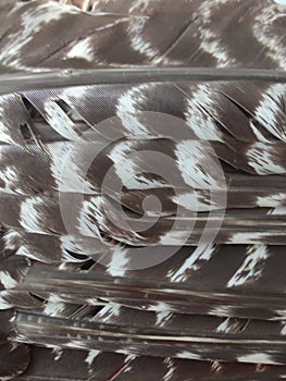 Turkey feathers stacked in a pattern closeup