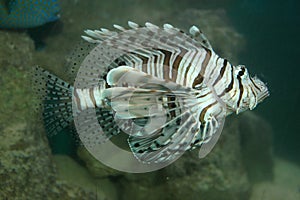 Turkey Fish