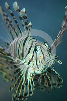 Turkey fish closeup