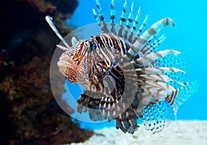 Turkey Fish or 'Pterois Volitans' photo