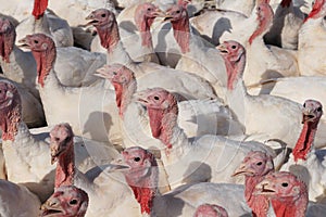 Turkey flock