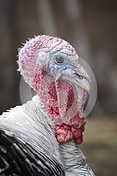 Turkey Gobbler head closeup photo