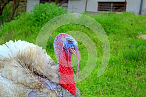 Turkey gobbler portrait