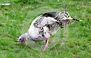 Turkey in the grass. Domestic bird. Flock of turkeys