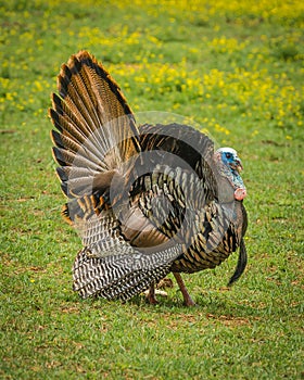 Turkey Great Smoky Mountains National Park