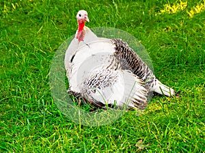Turkey on green grass photo