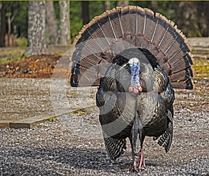 Turkey guards a parking lot in Cades Cove.