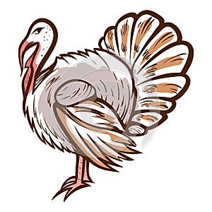 Turkey hand drawn icon. Thanksgiving day symbol. Domestic bird. Barnyard fowl.