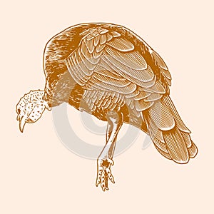 Turkey hand drawn vintage engraving style. Farm animal of a bird turkey isolated on white background. Old retro print, poster,