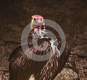 Turkey Hawk in Cave in German