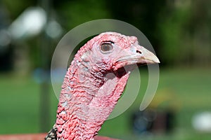 Turkey head