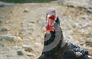 Turkey head