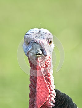 Turkey head