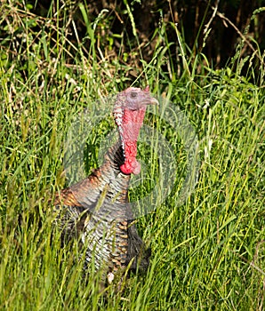 Turkey head poking out of grass