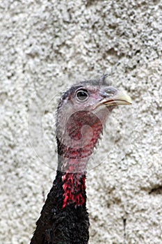 Turkey head photo
