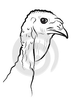 Turkey head on a white background.