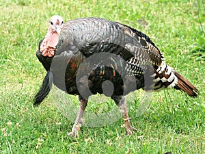 Turkey hen