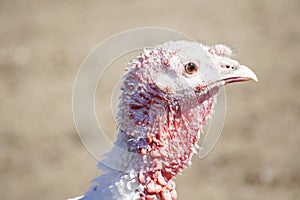 Turkey hen in a side close-up.