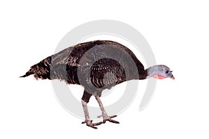 Turkey hen on white