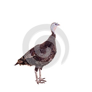 Turkey hen on white