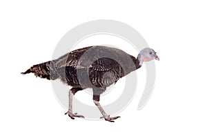 Turkey hen on white