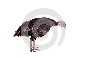 Turkey hen on white