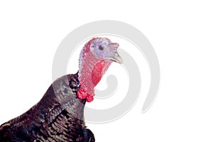 Turkey hen on white