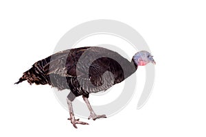 Turkey hen on white