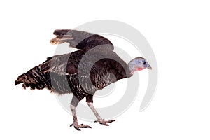 Turkey hen on white