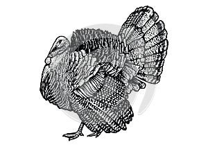 Turkey illustration, drawing, engraving, line art, realistic, vector