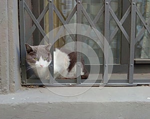 Turkey, Istanbul, cat at the window behind bars