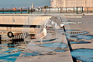 Sunrise in istanbul kadikoy shore with many seagulls