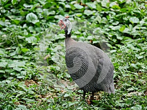 Turkey, Kuala Lumpur Bird Park