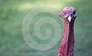 Turkey look eye to eye