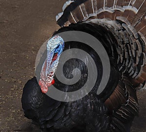 Bright big turkey male with a colored head and cheon plumage