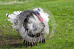 turkey male or gobbler closeup on a green grass background