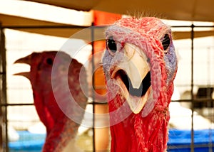 Turkey, Meleagris gallopavo, at the farm agriculture bird head closeup