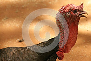 Turkey Neck