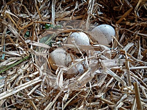 Turkey nest with fresh eggs