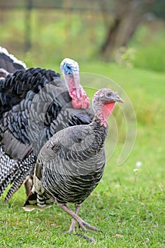 Turkey next to turkeycock against blurred natural background