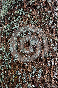 A Turkey oak bark or Austrian oak