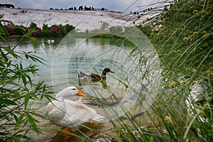 Turkey Pamukkale mineral cotton castle park pond ducks