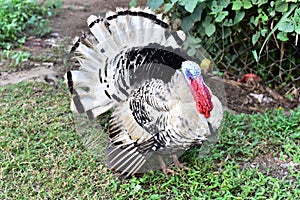 Big Turkey Pabo in Philippines