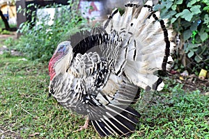 Big Turkey Pabo in Philippines