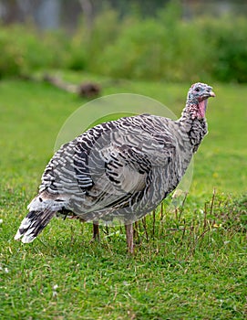 Turkey portrait close-up on wildlife nature background