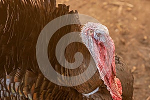 Turkey portrait at a coop. Close up view.